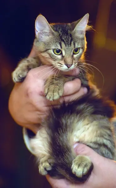 Joven Tabby Europeo Taquigrafía Gato Brazos — Foto de Stock