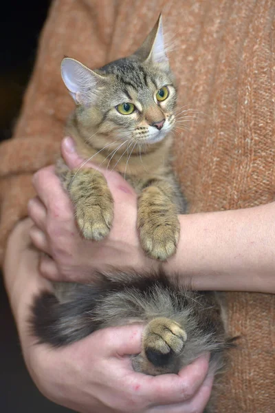 Muda Tabby Eropa Kucing Berbulu Pendek Dalam Pelukan — Stok Foto