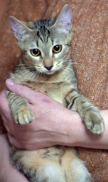 Young Tabby European Shorthair Cat Arms — Stock Photo, Image