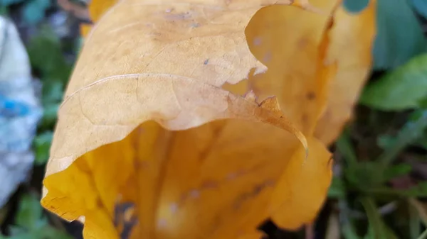 Aufgerolltes Getrocknetes Herbst Ahornblatt Aus Nächster Nähe — Stockfoto