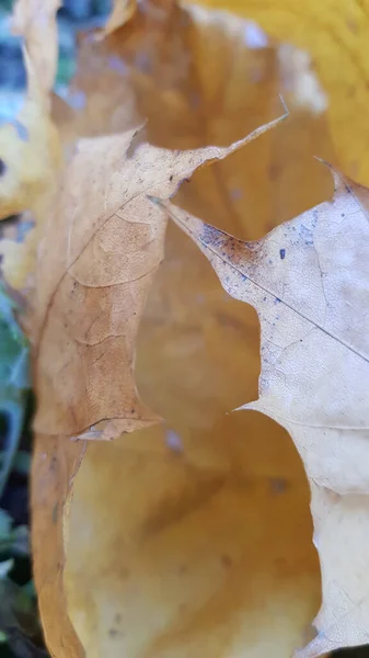Завернутый Осенний Кленовый Лист — стоковое фото