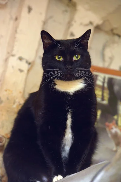 Big Black White Chest Cat White Mustache — Stock Photo, Image