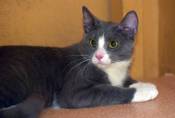 Gray White Cat Yellow Eyes Close — Stock Photo, Image