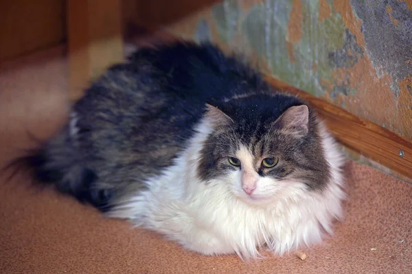 Fluffy Brown White Fluffy Cat Lies Floor — Stock Photo, Image