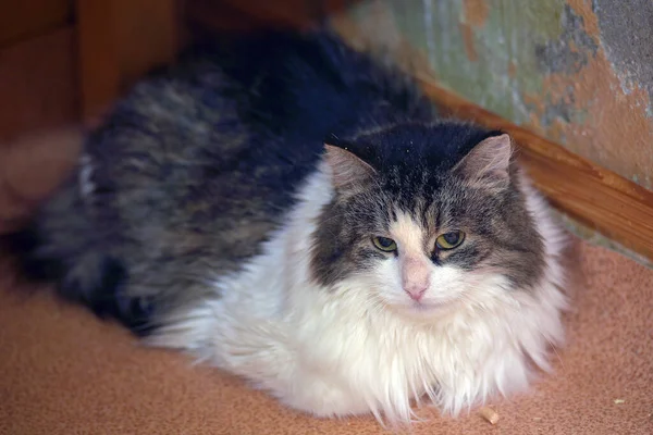 毛绒绒棕色和白色毛绒绒的猫躺在地板上 — 图库照片
