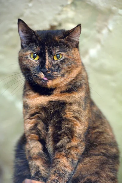 Černá Červená Roztomilá Kočka Zblízka — Stock fotografie