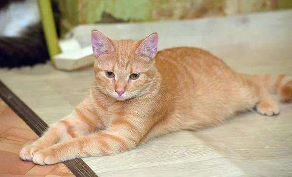 Bonito Jovem Gengibre Gato Mentiras Chão — Fotografia de Stock