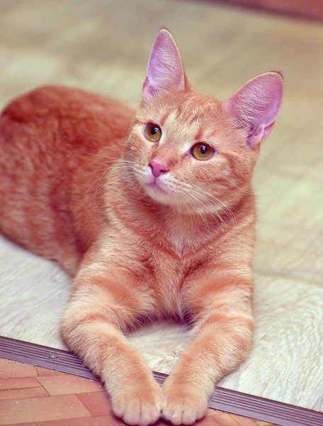 Cute Young Ginger Cat Lies Floor — Stock Photo, Image