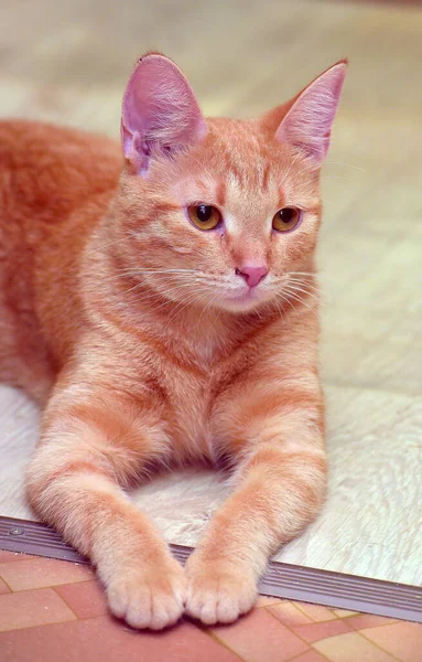 Χαριτωμένη Νεαρή Κοκκινομάλλα Γάτα Βρίσκεται Στο Πάτωμα — Φωτογραφία Αρχείου
