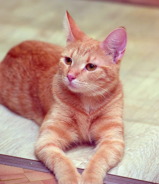 Χαριτωμένη Νεαρή Κοκκινομάλλα Γάτα Βρίσκεται Στο Πάτωμα — Φωτογραφία Αρχείου