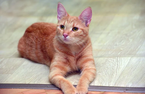 Cute Young Ginger Cat Lies Floor — Stock Photo, Image