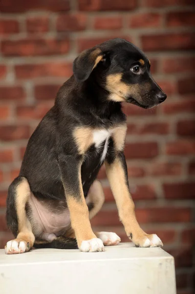 Triste Preto Com Marrom Mestiço Filhote Cachorro Estúdio — Fotografia de Stock