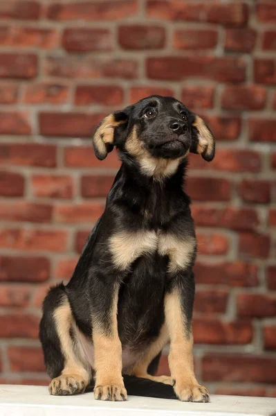 Negro Triste Con Cachorro Mestizo Marrón Estudio —  Fotos de Stock