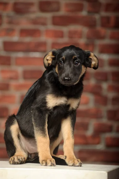 Triste Nero Con Marrone Mongrel Cucciolo Studio — Foto Stock