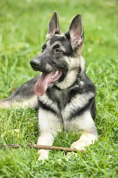 Junger Schäferhund Auf Grünem Gras Park — Stockfoto