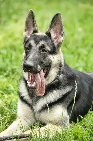 Jong Duits Herder Een Achtergrond Van Groen Gras Het Park — Stockfoto