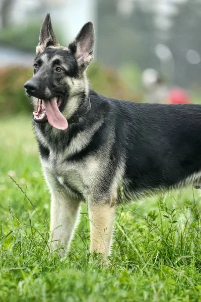 Jong Duits Herder Een Achtergrond Van Groen Gras Het Park — Stockfoto