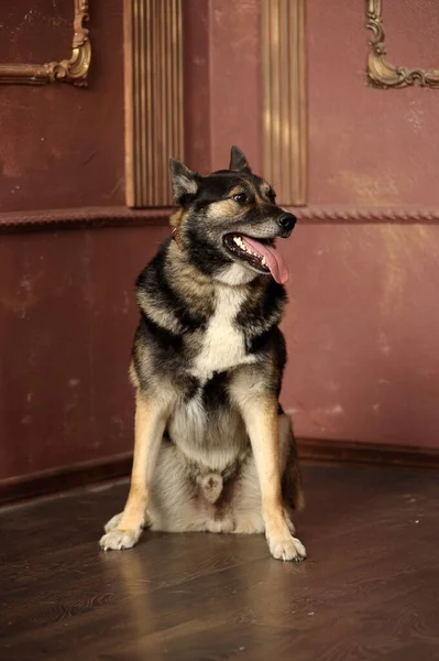Пухкий Коричневий Чорний Монгольський Собака Студії — стокове фото