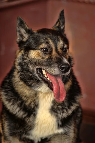 Gordinha Marrom Preto Mestiço Cão Estúdio — Fotografia de Stock