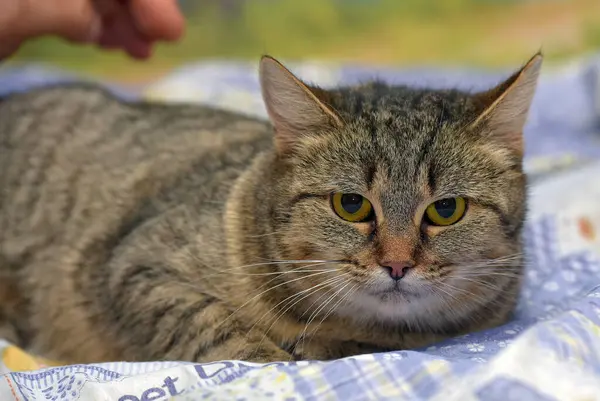 Tombul Tekir Kedi Kanepede Yatıyor — Stok fotoğraf