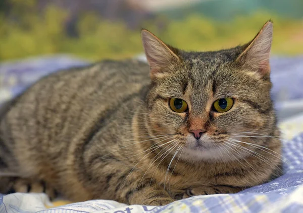 Tombul Tekir Kedi Kanepede Yatıyor — Stok fotoğraf