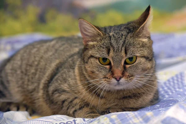 Regordeta Tabby Gato Encuentra Sofá — Foto de Stock