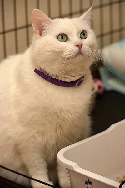 Chat Blanc Dans Une Cage Dans Refuge Pour Animaux — Photo