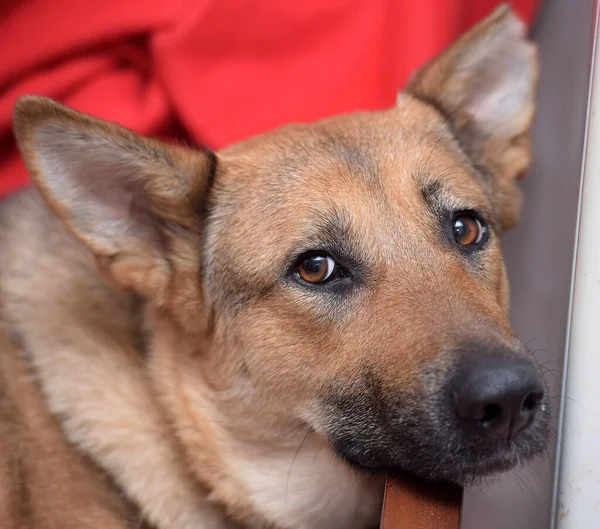 Грустная Дворняжка Бурая Собака Лежит Домашнем Портрете — стоковое фото