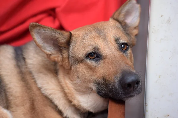 Sad Mongrel Brown Dog Lying Home Portrait — Stock Photo, Image