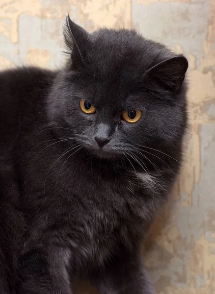 Gris Con Una Mancha Blanca Pecho Gato Británico Cerca —  Fotos de Stock