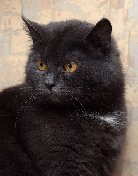 Gris Avec Une Tache Blanche Sur Poitrine Chat Britannique Gros — Photo