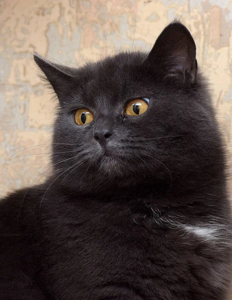 Gris Con Una Mancha Blanca Pecho Gato Británico Cerca —  Fotos de Stock