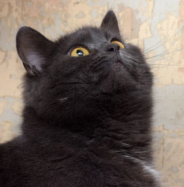 Gris Con Una Mancha Blanca Pecho Gato Británico Cerca — Foto de Stock