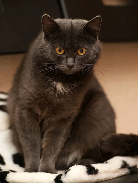 Gray White Spot Chest British Cat Close — Stock Photo, Image