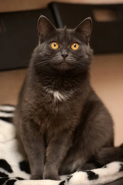 Gris Con Una Mancha Blanca Pecho Gato Británico Cerca —  Fotos de Stock