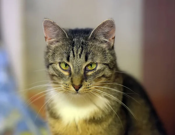 Gray Tabby Cat Portrait Yellow Eyes — Stock Photo, Image