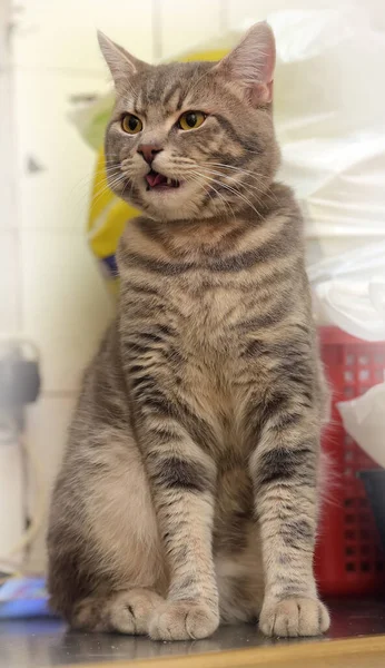 Portrait Chat Gris Tabby Aux Yeux Jaunes — Photo