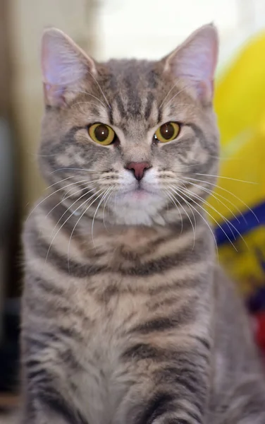 Retrato Gris Gato Tabby Con Ojos Amarillos — Foto de Stock