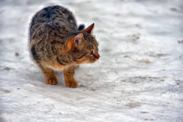 Hungrige Streunende Katze Winter Draußen Schnee — Stockfoto