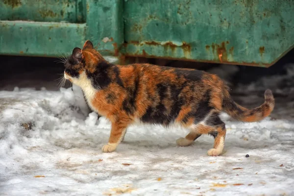 Hungrige Streunende Katze Winter Draußen Schnee — Stockfoto