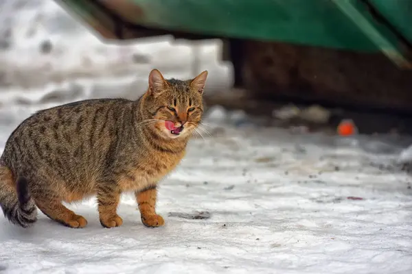 Gato Vadio Faminto Livre Neve Inverno — Fotografia de Stock