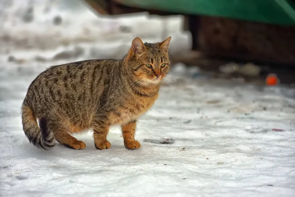 Gato Vadio Faminto Livre Neve Inverno — Fotografia de Stock