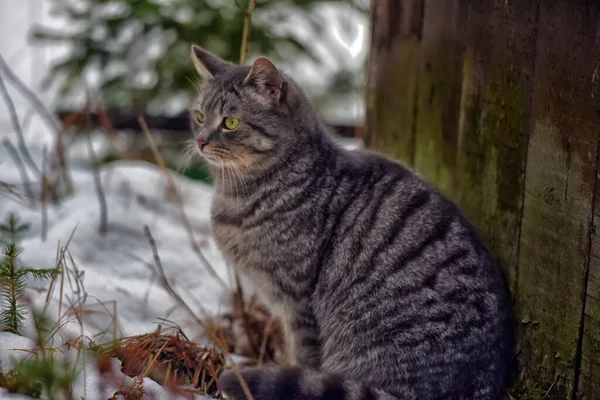 Hungry Stray Cat Outdoors Snow Winter — Stock Photo, Image