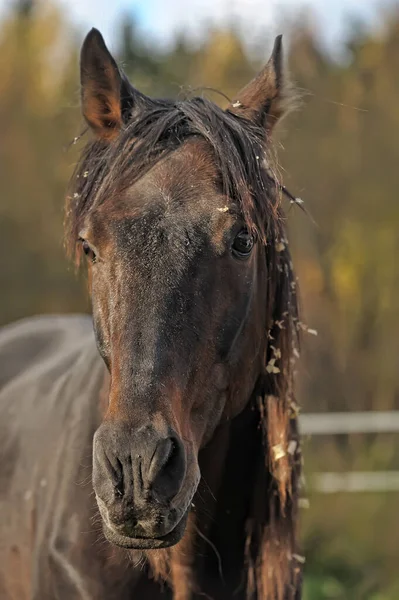 Brązowy Chudy Koń Stoi Polu Zieloną Trawą — Zdjęcie stockowe