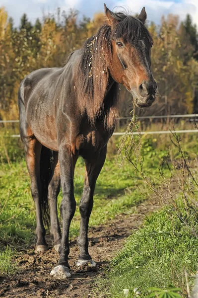Een Bruin Mager Paard Staat Een Veld Met Groen Gras — Stockfoto