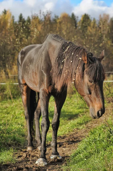 Een Bruin Mager Paard Staat Een Veld Met Groen Gras — Stockfoto