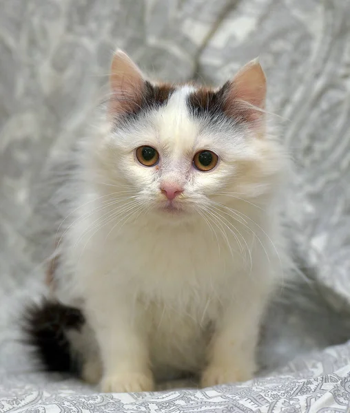 Słodkie Mało Puszysty Biały Czarne Plamy Kotek Kanapie — Zdjęcie stockowe