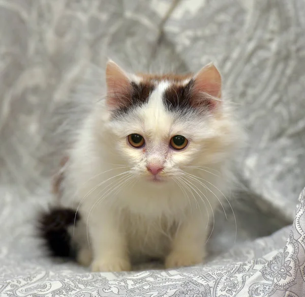 Cute Little Fluffy White Black Spots Kitten Couch — Stock Photo, Image