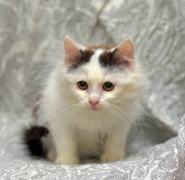 Mignon Petit Blanc Moelleux Avec Des Taches Noires Chaton Sur — Photo