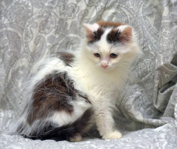 Cute Little Fluffy White Black Spots Kitten Couch — Stock Photo, Image